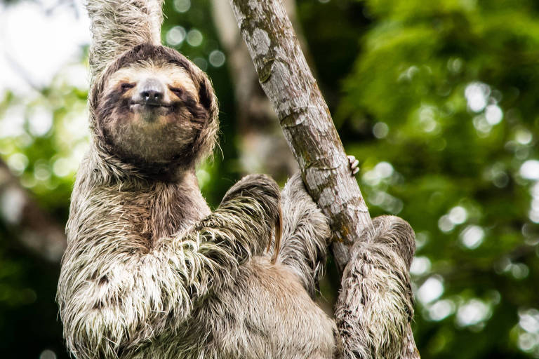 Bicho-preguiça em parque da Costa Rica, destino em lista para 2021 do Lonely Planet 