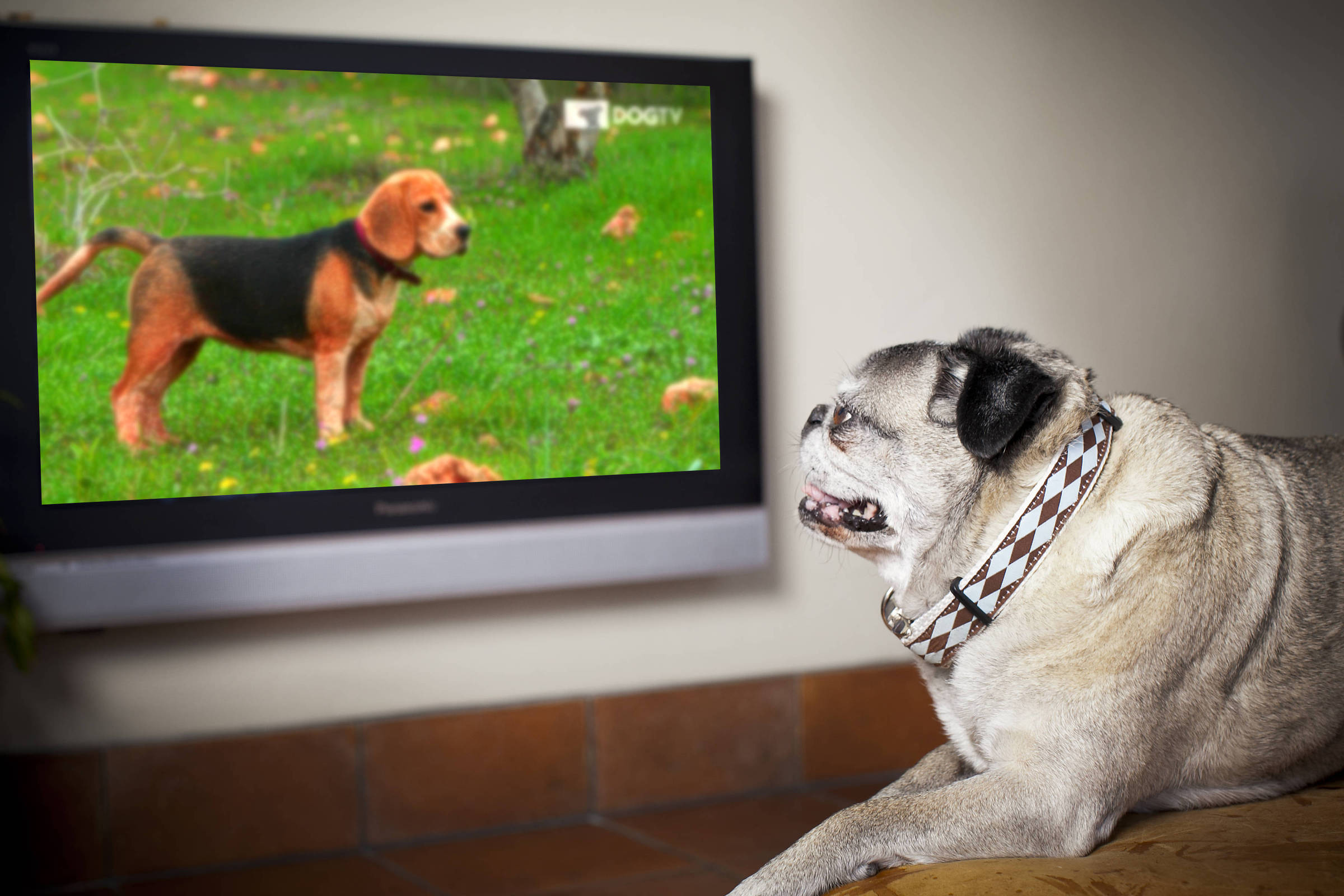 Собаки смотрят телевизор. Собаки телик. Собака ТВ. Собака смотрит телевизор. Собачка и телевизор.
