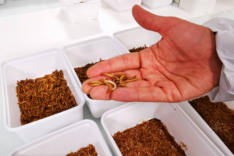 Larvas da start-up francesa Ynsect, que cria insetos para alimentação