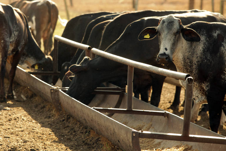 Barretos, SP, 09.08.2018 - Vacas leiteiras comendo ração em propriedade rural em Barretos