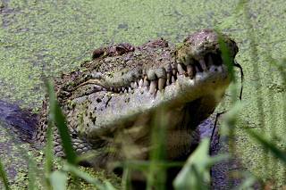 File photo of a crocodile lifting its head from a lake at a crocodile farm near Darwin in northern Australia