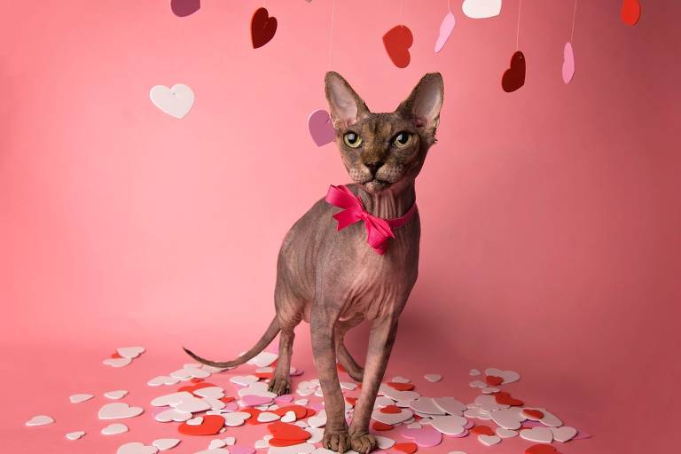 Um gato da raça sphynx está posando em um fundo rosa. O gato usa um laço rosa e está cercado por corações de papel em várias cores， como rosa e vermelho， que estão espalhados pelo chão e pendurados acima dele.