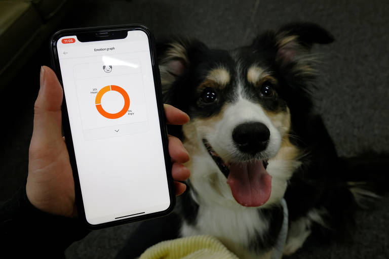 Startup cria coleira inteligente para cães