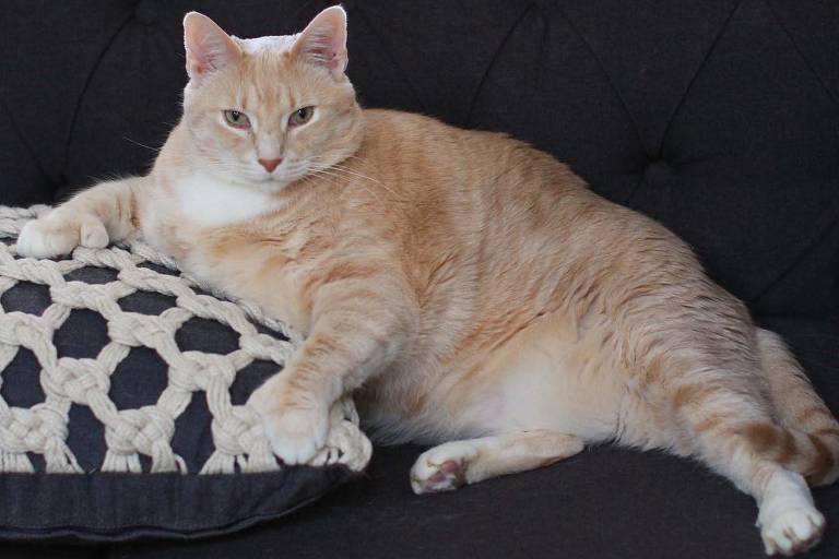 O que gatos gordos que fazem dieta podem nos ensinar sobre a obesidade em humanos