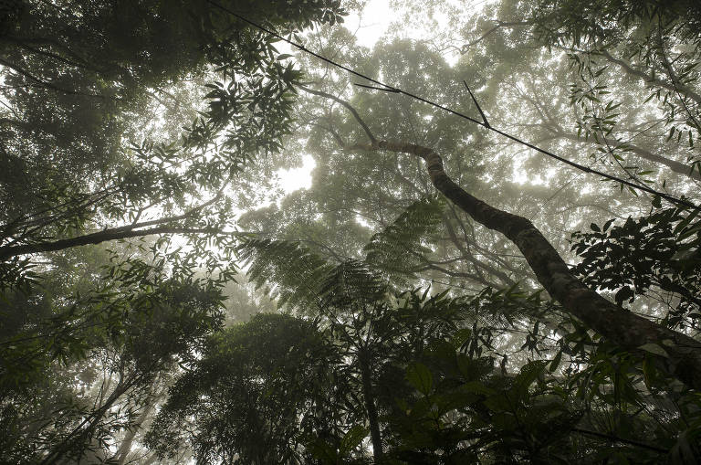Trilha para a cachoeira do Sagui