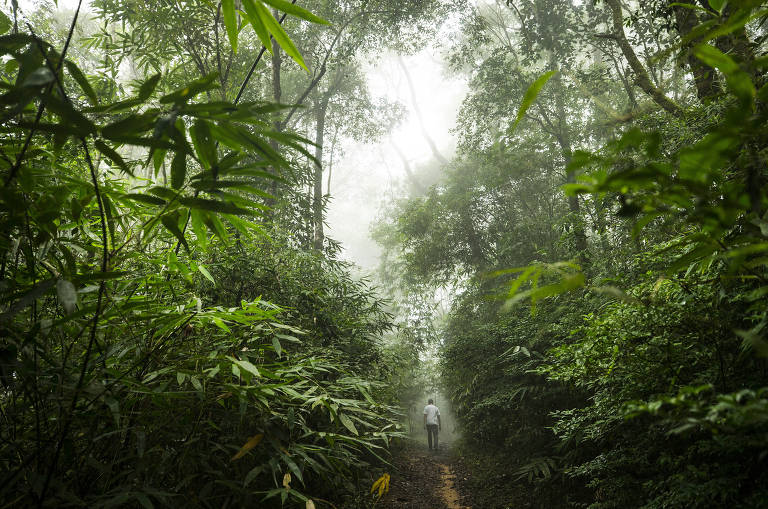 Trilha para a cachoeira do Sagui