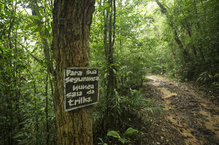 Trilha para a cachoeira do Sagui