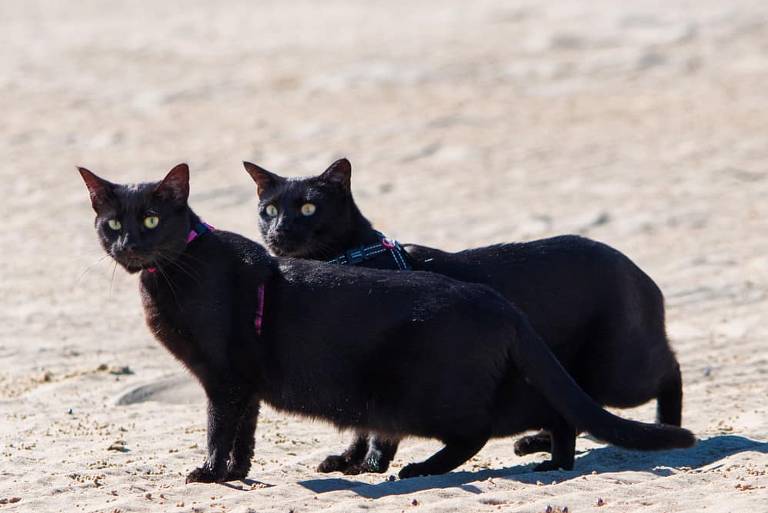 Imagine a alegria das gatas Nathan e Winnie nessa areia 