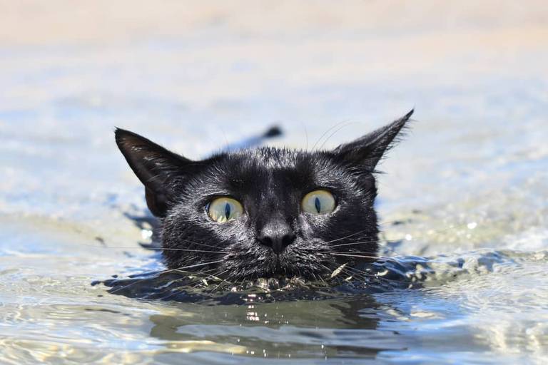 Nathan dá um mergulho