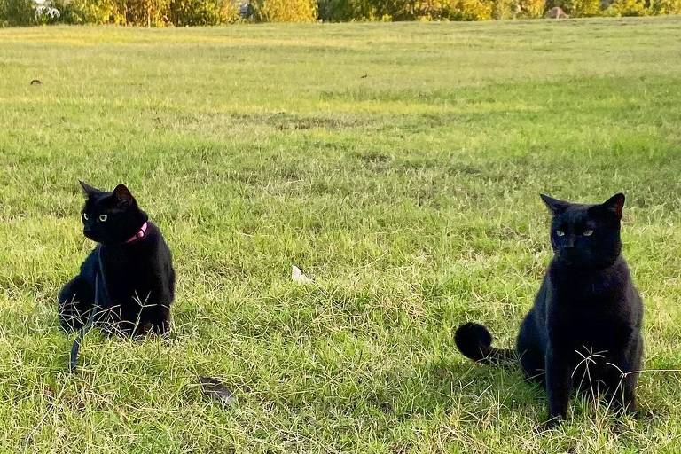 Elas também curtem passear na grama