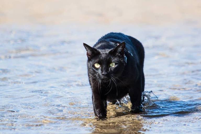Nathan pronta para pegar uma onda na praia de Elliott Heads