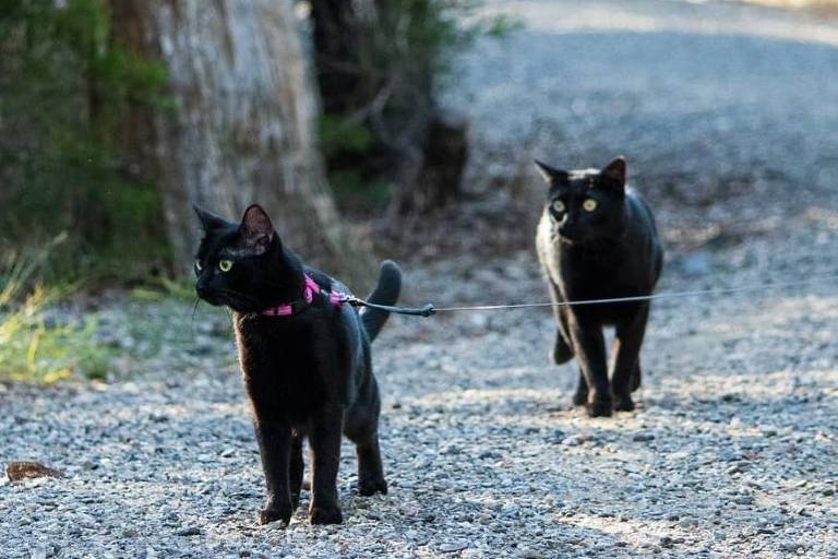 E fazer uma trilha com os tutores