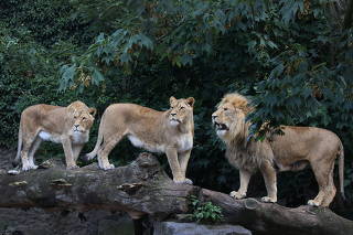 Lions are seen in their counpound at the Artis Amsterdam Royal Zoo