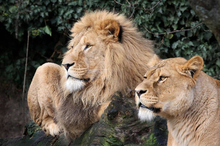 Zoológico de Amsterdã desiste de leões por crise financeira causada pela pandemia