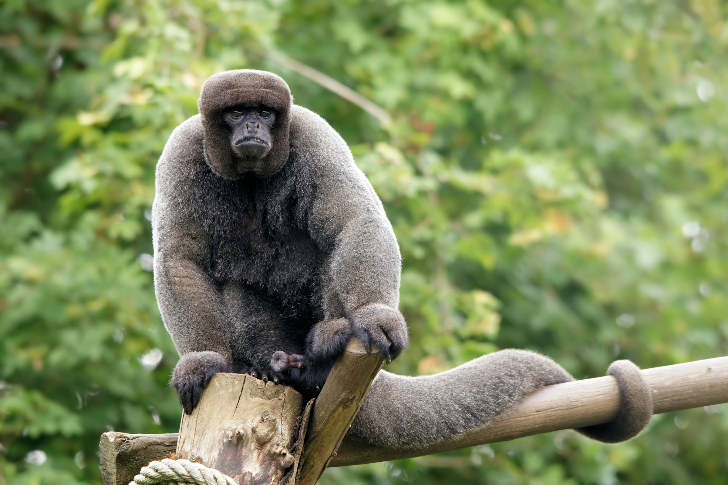 Animais - A ficha do bicho Nome popular: Macaco-aranha, cuatá Nome