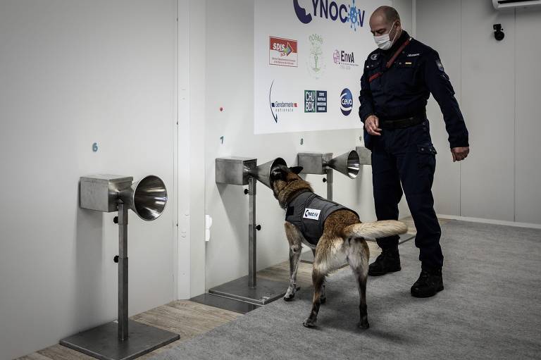 Pastor francês treinando no k9 com seu dono