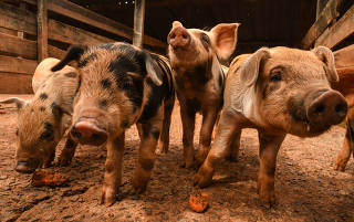 Fazenda de criação de porcos em São José do Rio Pardo, em SP
