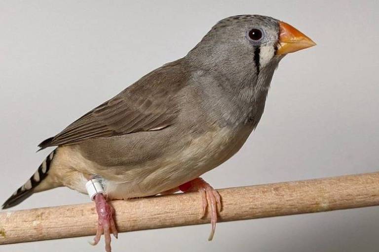 Barulho do trânsito afeta comportamento de pássaros e dificulta busca por comida