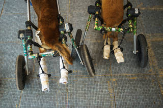 Disabled dogs with mobility aids are pictured before a daily walk at The Man That Rescues Dogs Foundation in Chonburi