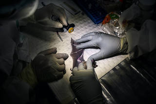 A team of ecologists and ecology students from Kasetsart University collect samples from a bat at a lab near the Khao Chong Phran cave, near Photharam District in Ratchaburi Province, Thailand, Dec. 11, 2020. (Adam Dean/The New York Times)