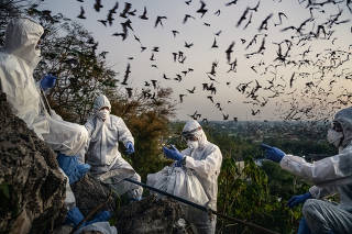 A team of researchers catch bats as they fly out of the Khao Chong Phran cave at dusk near Photharam District in Ratchaburi Province, Thailand, Dec. 11, 2020. (Adam Dean/The New York Times)