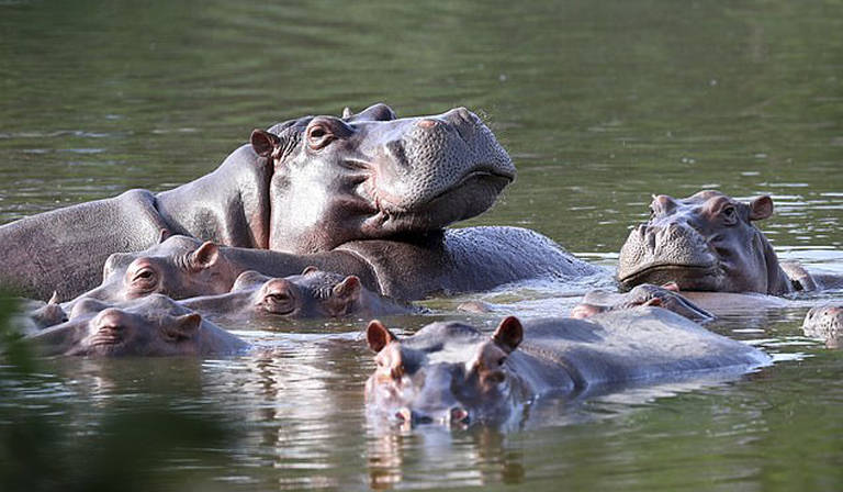Os hipopótamos de Pablo Escobar 'se tornaram uma das piores espécies invasoras do mundo'