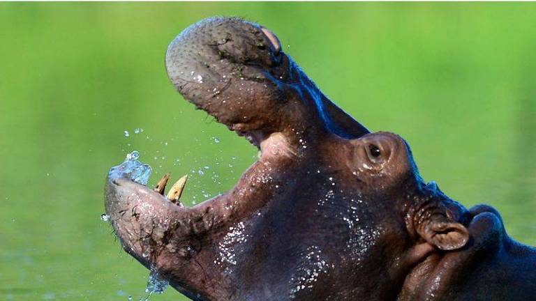 Hipopótamos levados por Pablo Escobar para seu zoológico particular se multiplicaram e invadiram o rio Magdalena