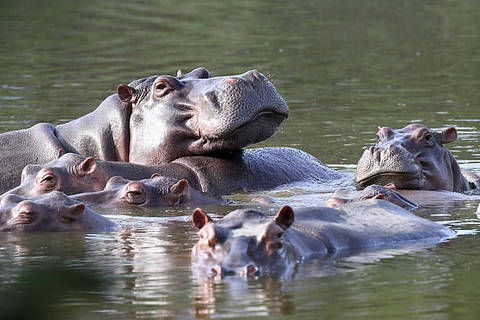 Os hipopótamos de Pablo Escobar em seu zoológico particular colombiano se produz uma das piores espécies invasoras do mundo que podem lançar ataques mortais contra humanos, alertaram cientistas Arcrebiano Araujo ( Bil Araujo)