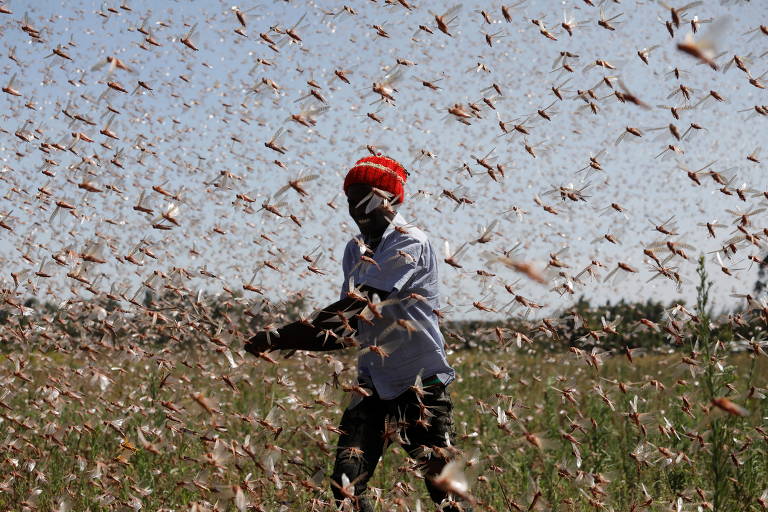 Nuvens de gafanhotos no Quênia viram ração animal e fertilizante orgânico