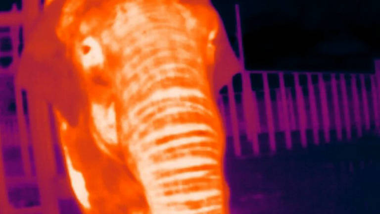 Zoo aposta em 'álbum' com 30 mil fotos para ajudar na preservação de elefantes
