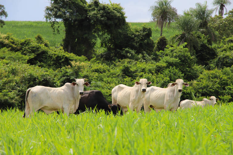 Criação de gado em Mato Grosso em área que preserva a mata nativa