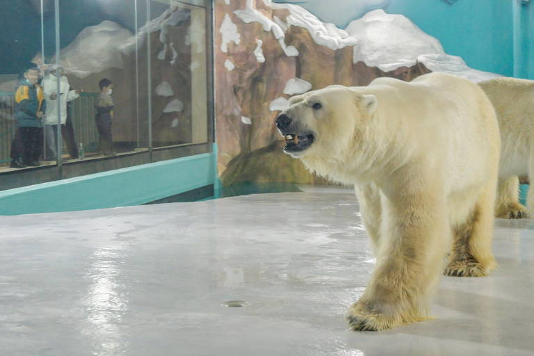 Urso polar mora dentro de hotel em parque chinês; veja fotos de hoje