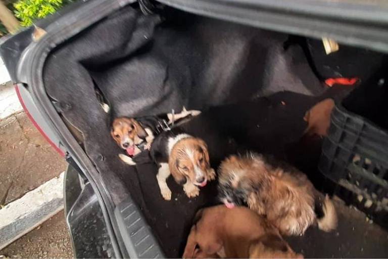 Mais de 20 cachorros de raça com sinais de maus-tratos foram resgatados na zona leste