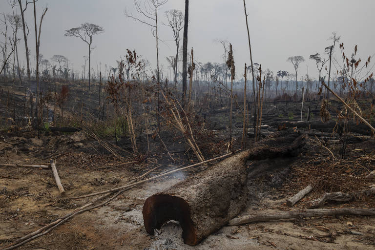 Árvores caídas no chão e queimadas após ações de desmatamento na Amazônia
