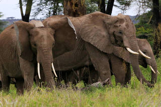 Elephants are seen within the Kimana Sanctuary within the Amboseli ecosystem in Kimana