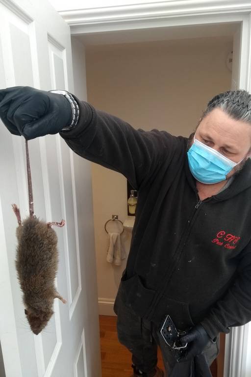 Ratos aproveitam a pandemia e infestam ruas e casas de Londres