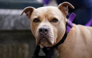 A dog wears a purple collar during a march on International Women's Day in Bilbao