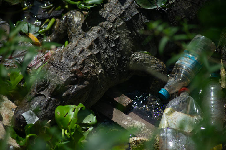 Jacaré nada em esgoto no Rio de Janeiro