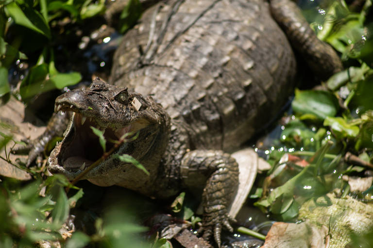 Jacaré nada em esgoto no Rio de Janeiro