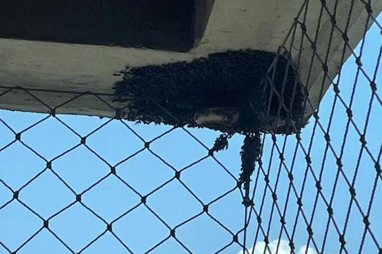 Crescem relatos de enxames de vespas na cidade de São Paulo