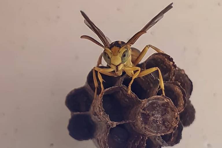 Uma vespa amarela com antenas e olhos grandes é vista de perto em cima de uma colmeia cilíndrica com aparência hexagonal