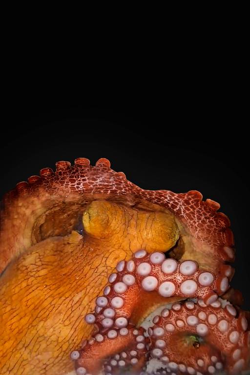 This image shows an octopus in active sleep 