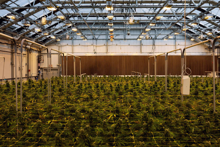 Uma estufa nas instalações da PharmaCann perto de Montgomery, no estado de Nova York; empresa cultiva cannabis para uso médico em vários estados