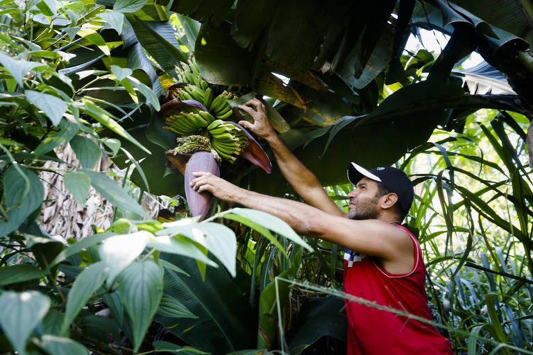  Moises Massi apanha bananas em terreno baldio para dar à mulher e aos filhos
