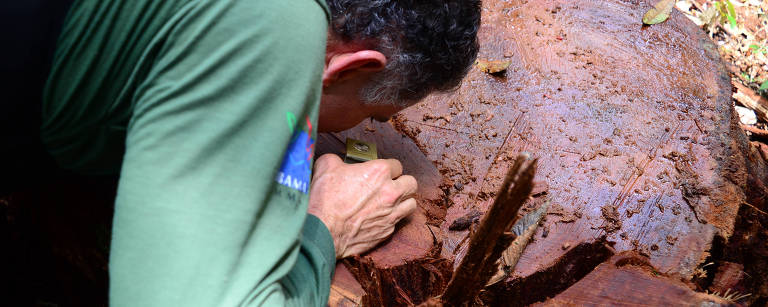 Agente do Ibama faz análises em restos de árvores para garantir a origem de toras presentes em serrarias e dar apoio às ações de combate ao desmatamento e à exploração ilegal de madeira na região de Colniza (1.080 km de Cuiabá), em foto de 2017