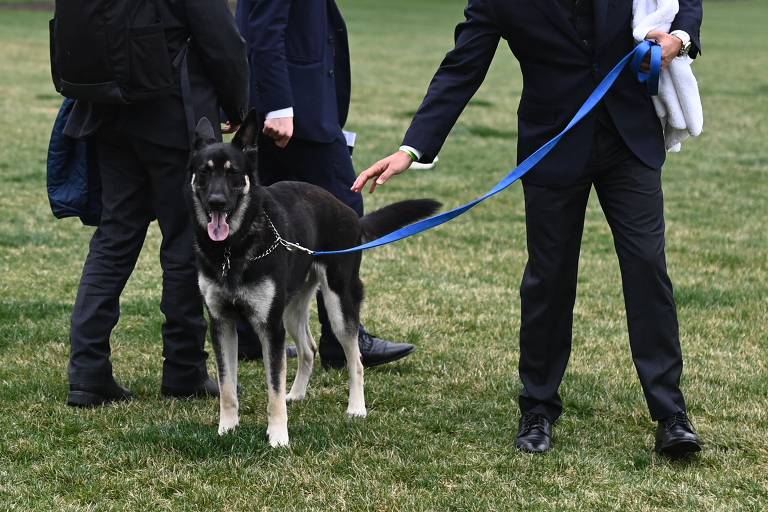 Conheça Major e Champ, cães de Biden