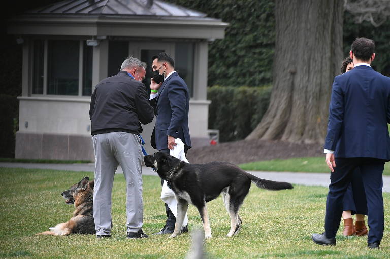 Cachorro de Biden morde agente do serviço secreto dos EUA