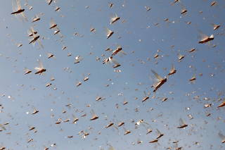 The Wider Image: Farmers fight back: making animal feed from a locust plague