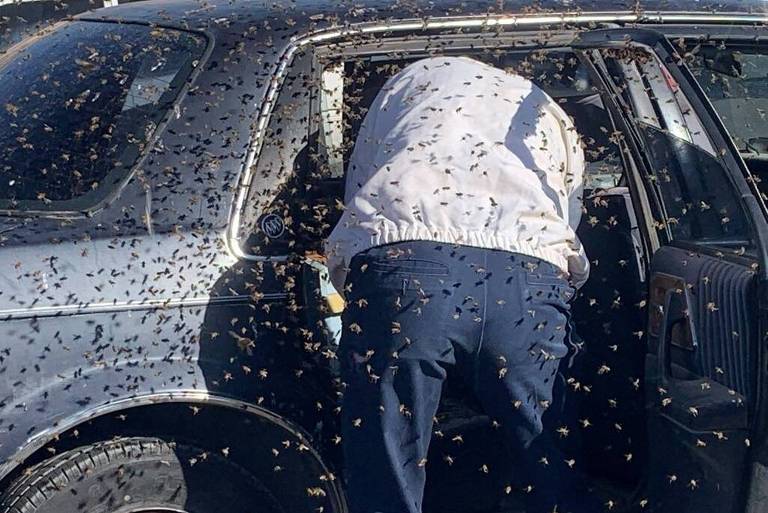 O bombeiro Jesse Johnson remove enxame de abelhas do carro