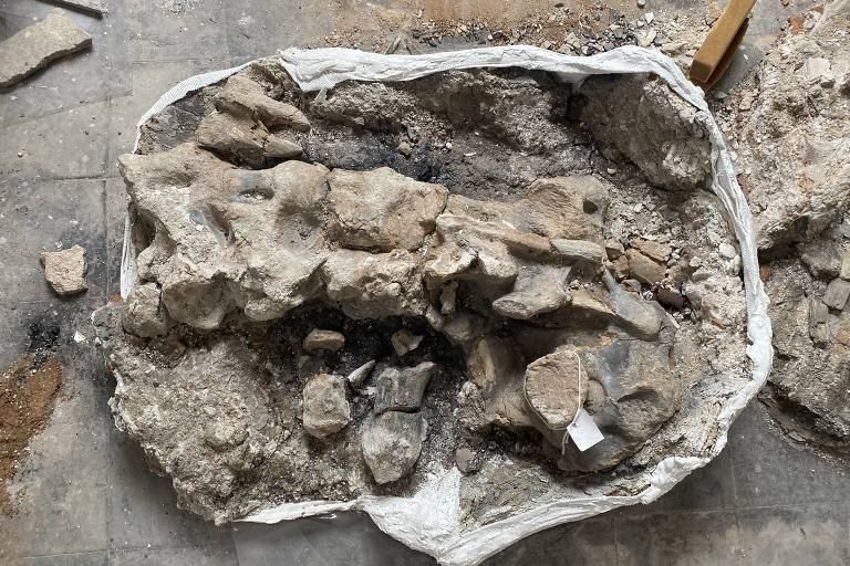 Museu Nacional resgata esqueleto de dinossauro de 80 milhões de anos